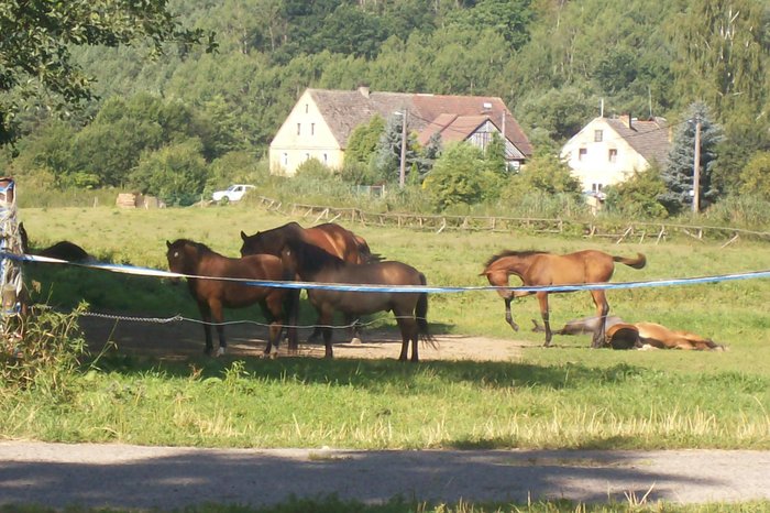 Stádo