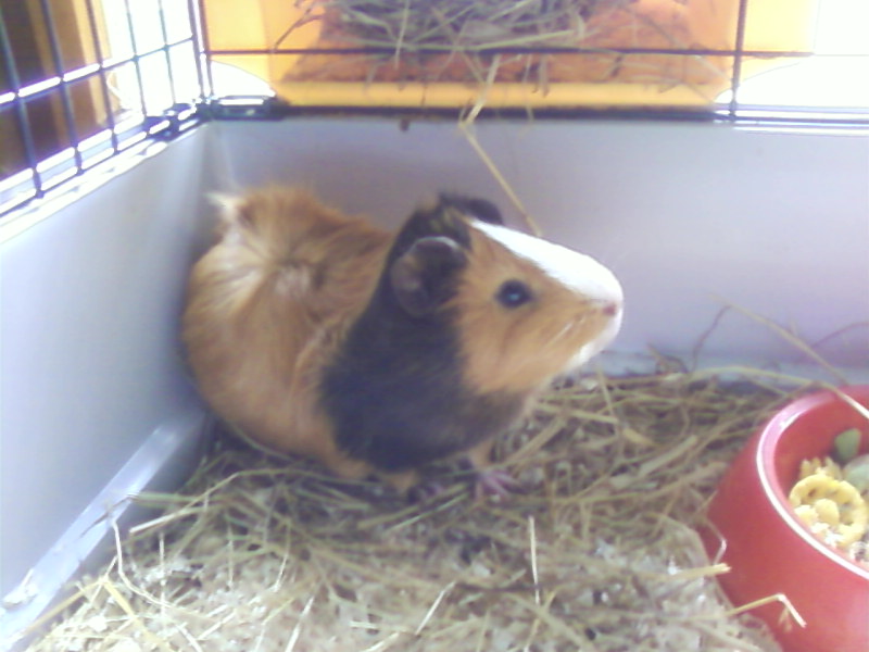 Chico