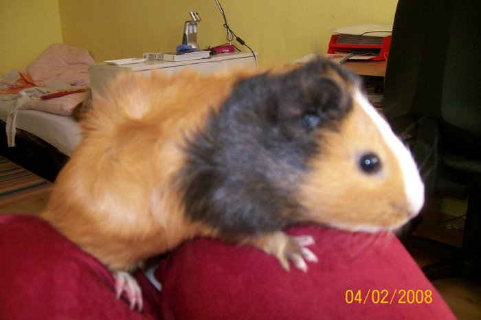 Čikinek